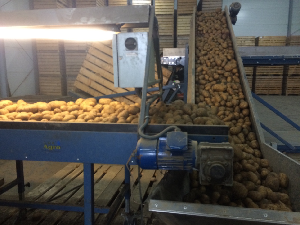 Ziemniaki Słomków Suchy